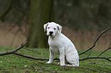 DOGUE ARGENTIN 293